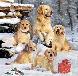 Ambiente Golden Retriver klykk paprszalvta, 2 mretben